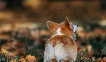 Faut-il avoir du poil aux fesses ?