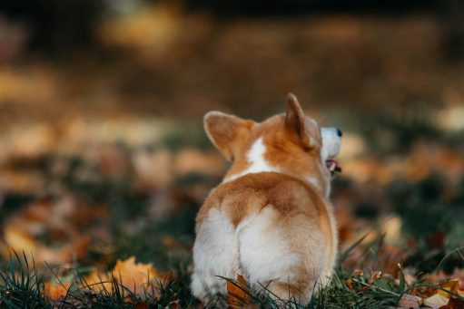 Faut-il avoir du poil aux fesses ?